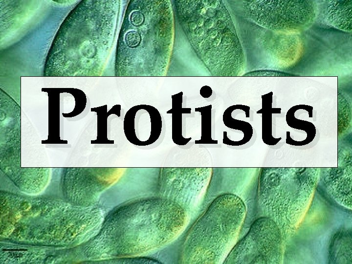 Protists 