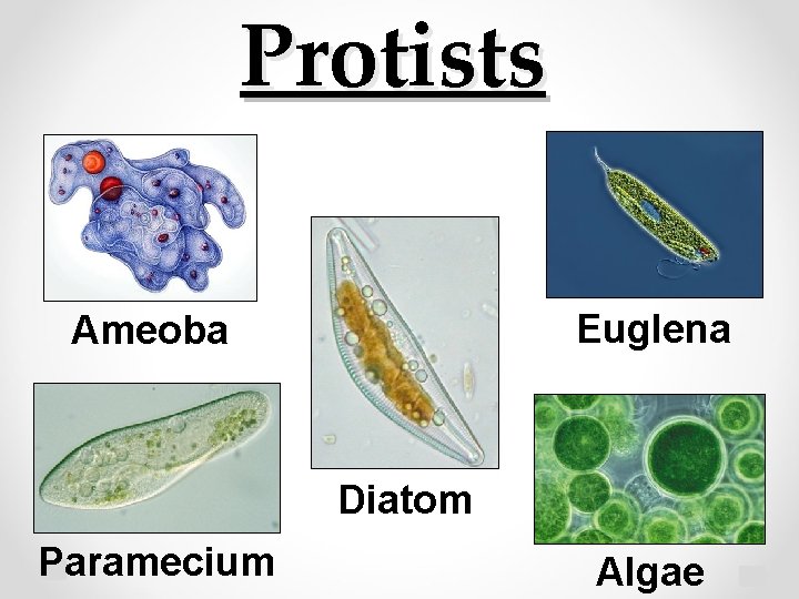 Protists Euglena Ameoba Diatom Paramecium Algae 