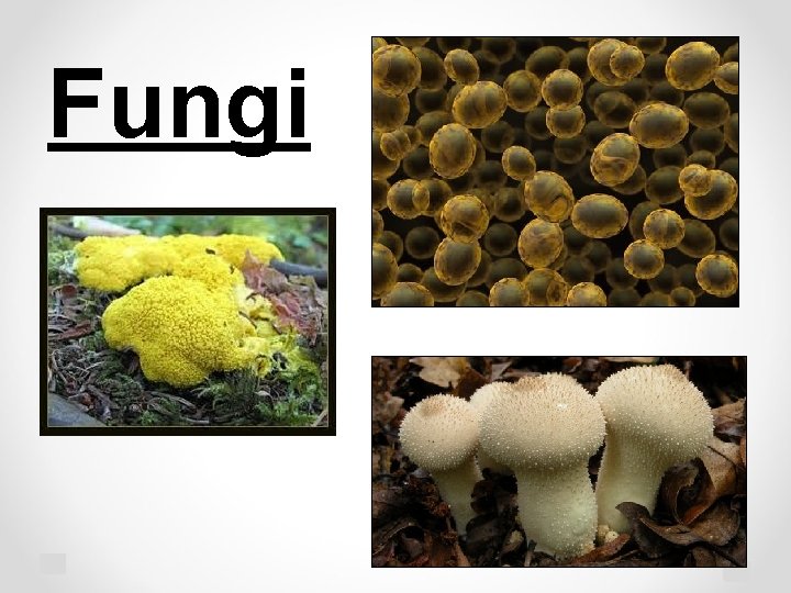 Fungi 