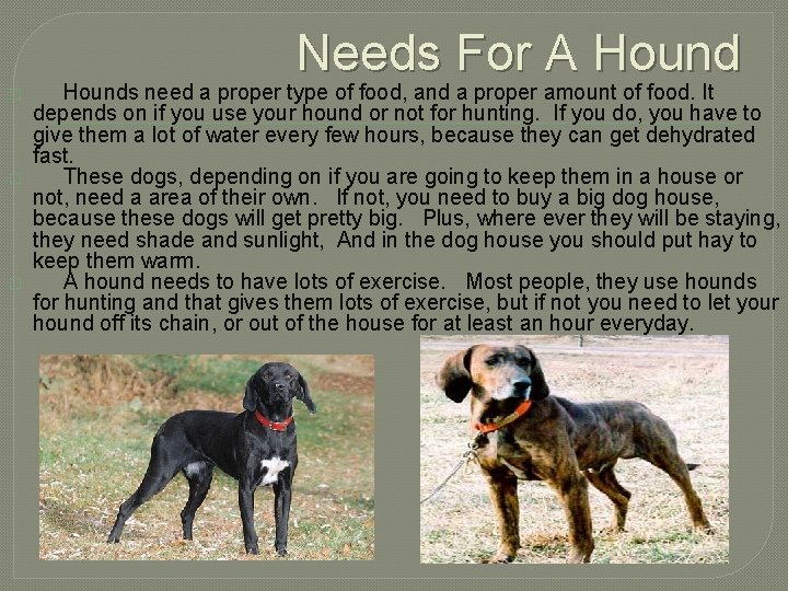 Needs For A Hound � � � Hounds need a proper type of food,