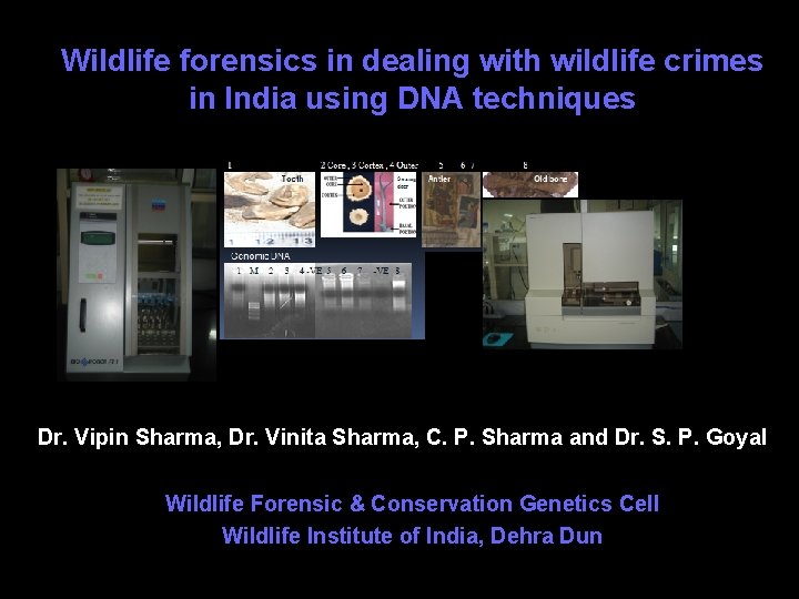 Wildlife forensics in dealing with wildlife crimes in India using DNA techniques Dr. Vipin