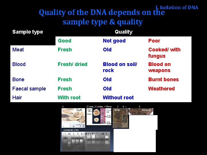 I. Isolation of DNA Quality of the DNA depends on the sample type &