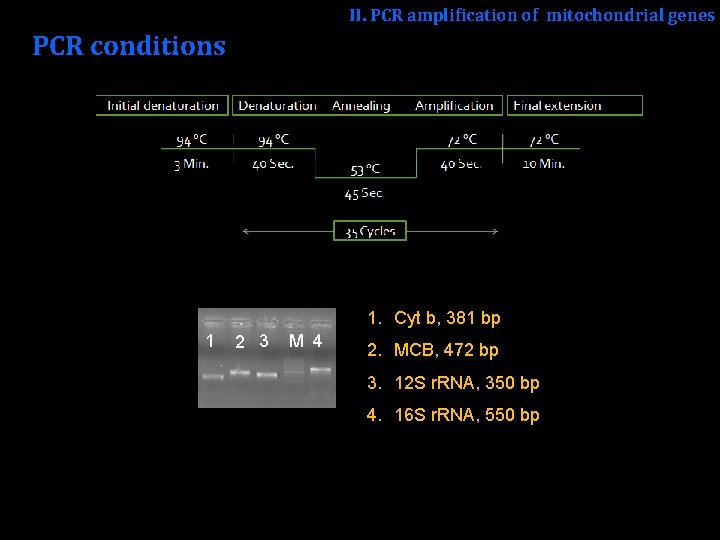 II. PCR amplification of mitochondrial genes PCR conditions 1. Cyt b, 381 bp 1