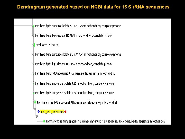 Dendrogram generated based on NCBI data for 16 S r. RNA sequences 