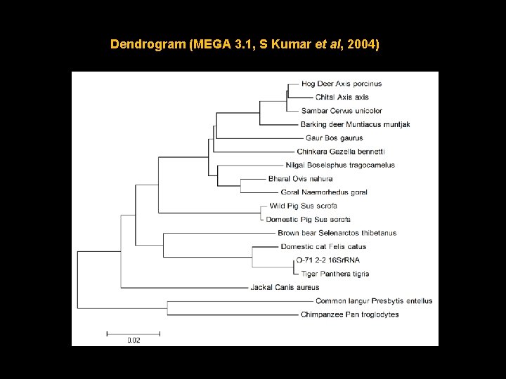 Dendrogram (MEGA 3. 1, S Kumar et al, 2004) 