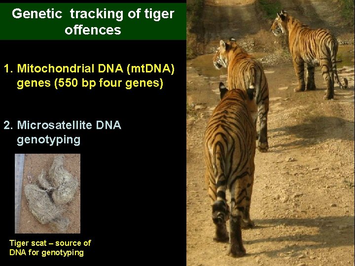 Genetic tracking of tiger offences 1. Mitochondrial DNA (mt. DNA) genes (550 bp four