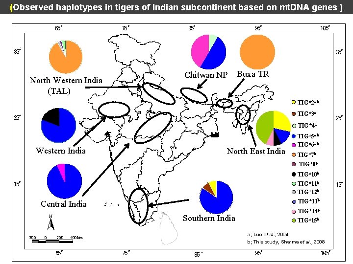 (Observed haplotypes in tigers of Indian subcontinent based on mt. DNA genes ) 65°