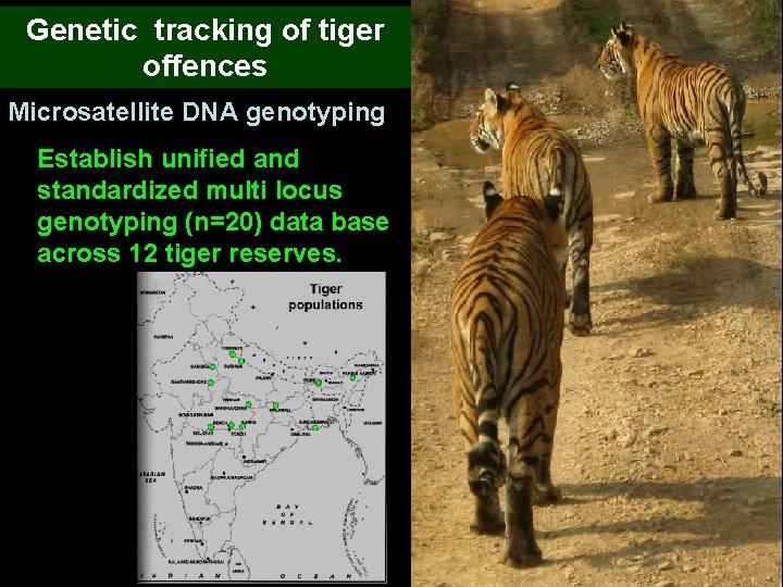 Genetic tracking of tiger offences Microsatellite DNA genotyping Establish unified and standardized multi locus