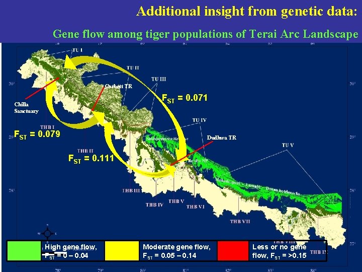 Additional insight from genetic data: Gene flow among tiger populations of Terai Arc Landscape