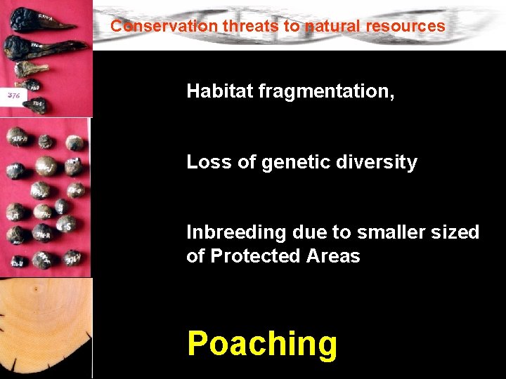 Conservation threats to natural resources Habitat fragmentation, Loss of genetic diversity Inbreeding due to