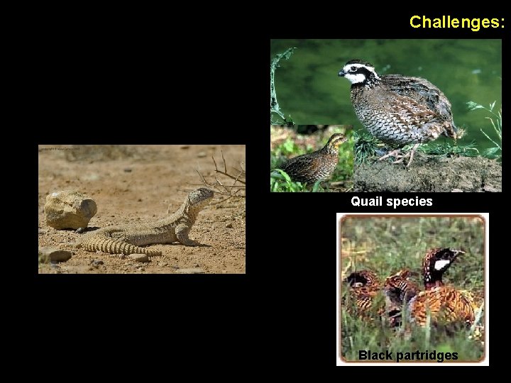 Challenges: Quail species Black partridges 