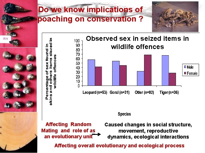 Do we know implications of poaching on conservation ? Observed sex in seized items