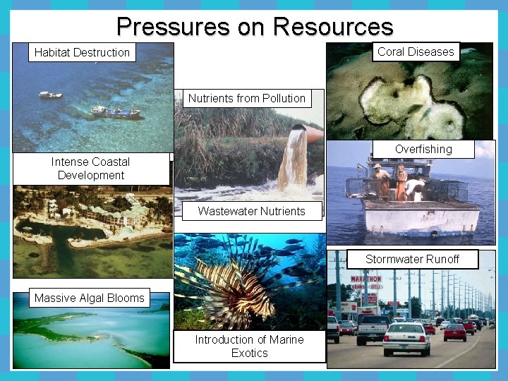 Pressures on Resources Coral Diseases Habitat Destruction Nutrients from Pollution Overfishing Intense Coastal Development