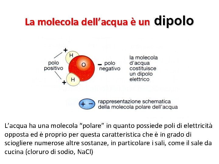La molecola dell’acqua è un dipolo L’acqua ha una molecola “polare” in quanto possiede