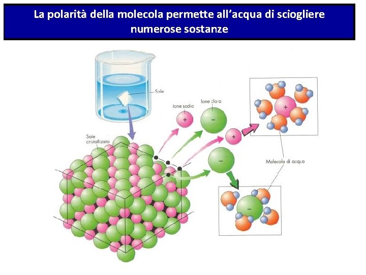 La polarità della molecola permette all’acqua di sciogliere numerose sostanze 