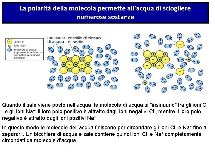 La polarità della molecola permette all’acqua di sciogliere numerose sostanze Quando il sale viene