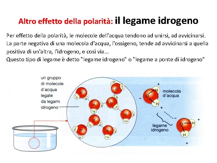 Altro effetto della polarità: il legame idrogeno Per effetto della polarità, le molecole dell'acqua