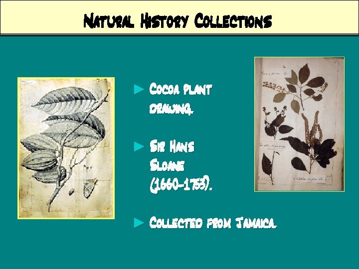 Natural History Collections ► Cocoa plant drawing. ► Sir Hans Sloane (1660 -1753). ►