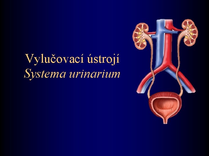 Vylučovací ústrojí Systema urinarium 