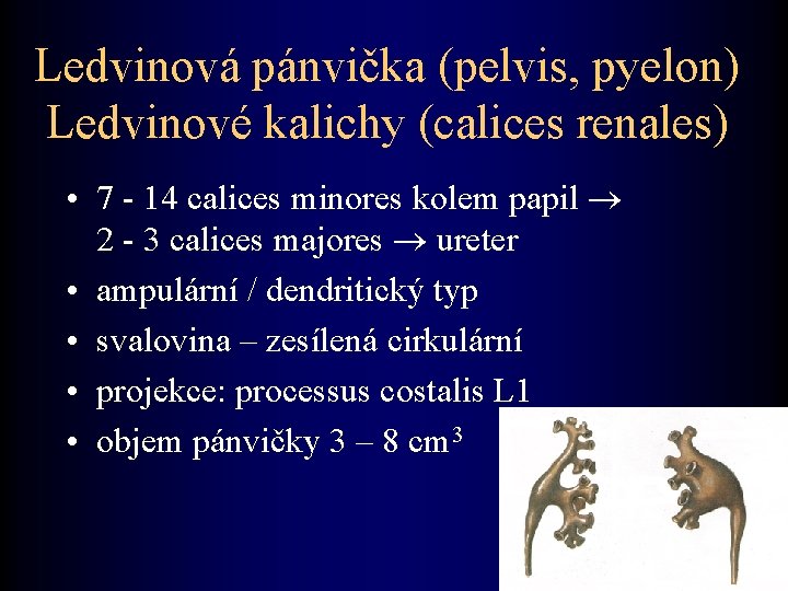 Ledvinová pánvička (pelvis, pyelon) Ledvinové kalichy (calices renales) • 7 - 14 calices minores