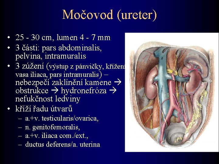 Močovod (ureter) • 25 - 30 cm, lumen 4 - 7 mm • 3