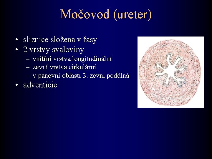 Močovod (ureter) • sliznice složena v řasy • 2 vrstvy svaloviny – vnitřní vrstva