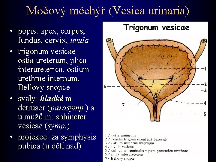 Močový měchýř (Vesica urinaria) • popis: apex, corpus, fundus, cervix, uvula • trigonum vesicae