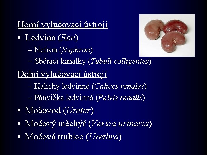 Horní vylučovací ústrojí • Ledvina (Ren) – Nefron (Nephron) – Sběrací kanálky (Tubuli colligentes)