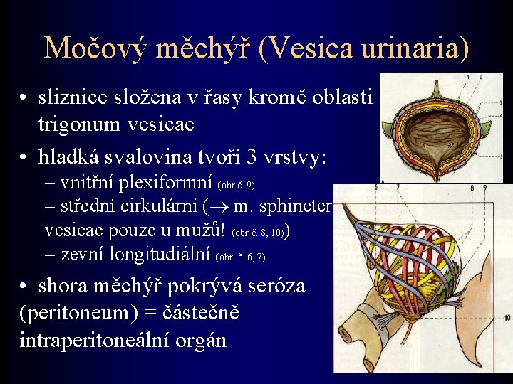 Močový měchýř (Vesica urinaria) • sliznice složena v řasy kromě oblasti trigonum vesicae •