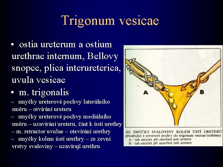 Trigonum vesicae • ostia ureterum a ostium urethrae internum, Bellovy snopce, plica interureterica, uvula