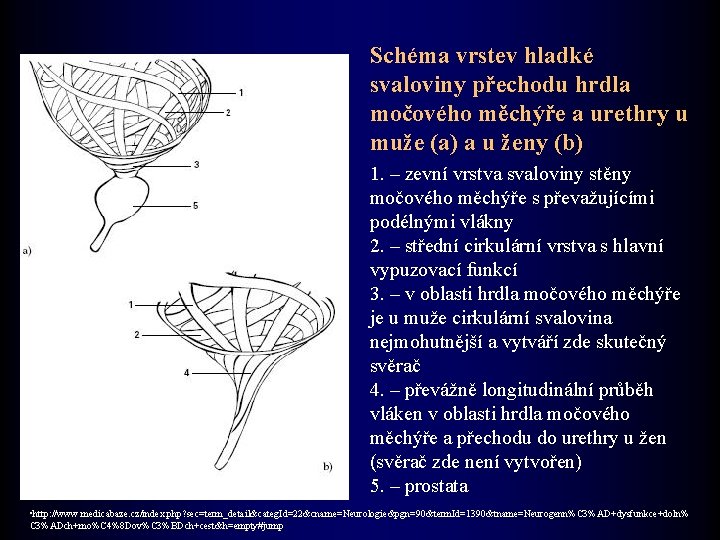 Schéma vrstev hladké svaloviny přechodu hrdla močového měchýře a urethry u muže (a) a