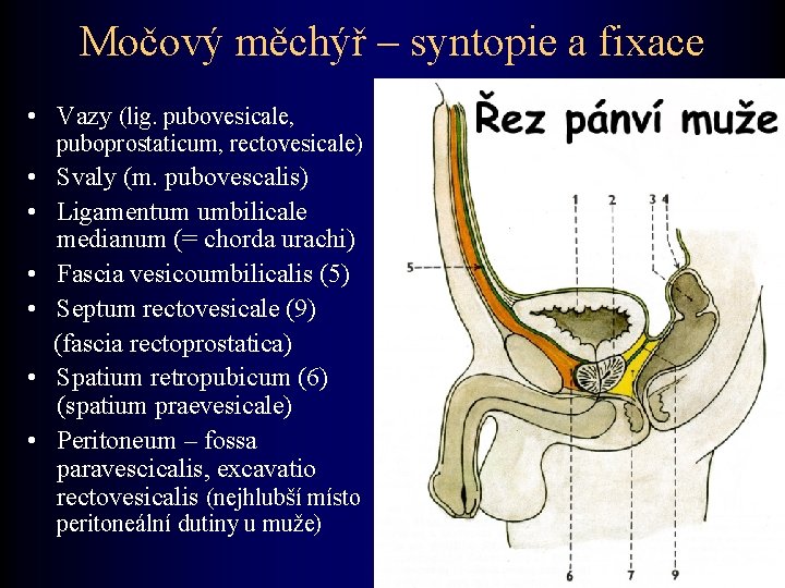 Močový měchýř – syntopie a fixace • Vazy (lig. pubovesicale, puboprostaticum, rectovesicale) • Svaly