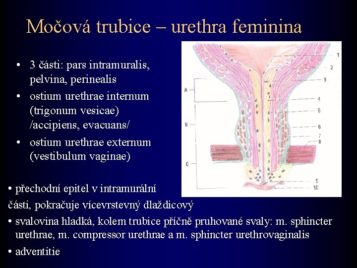 Močová trubice – urethra feminina • 3 části: pars intramuralis, pelvina, perinealis • ostium