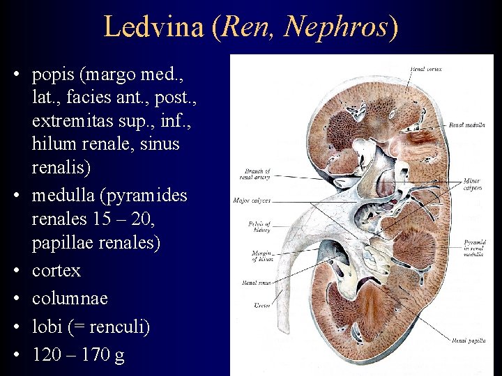 Ledvina (Ren, Nephros) • popis (margo med. , lat. , facies ant. , post.