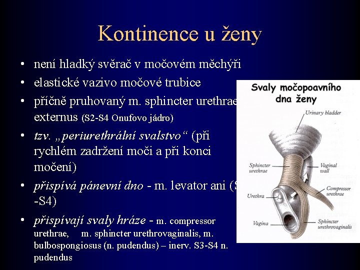 Kontinence u ženy • není hladký svěrač v močovém měchýři • elastické vazivo močové