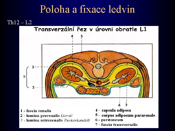 Poloha a fixace ledvin Th 12 – L 2 capsula adiposa corpus adiposum pararenale