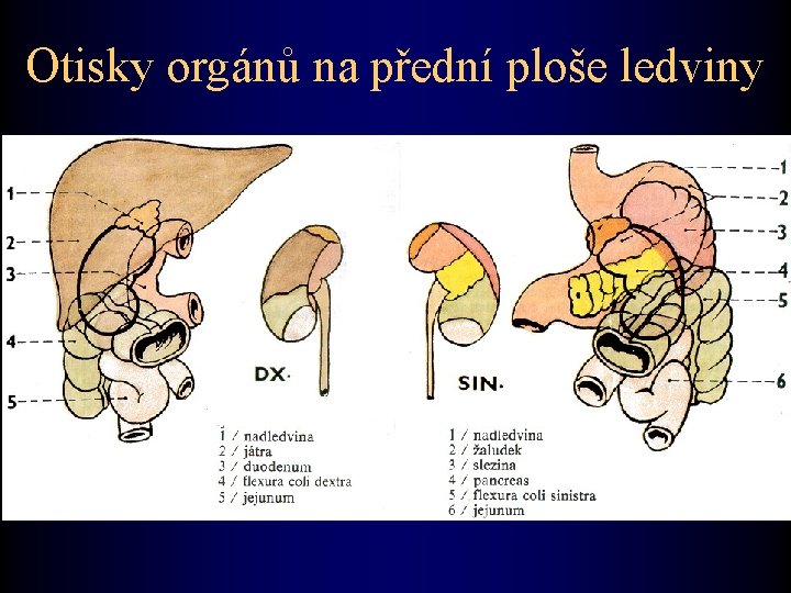 Otisky orgánů na přední ploše ledviny 