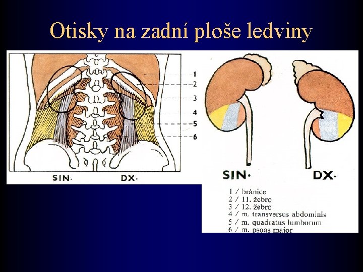 Otisky na zadní ploše ledviny 