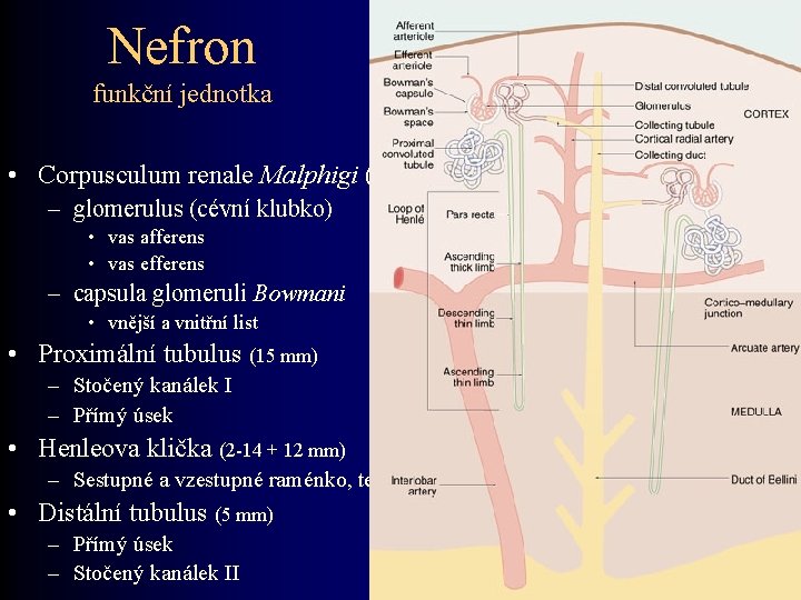 Nefron funkční jednotka • Corpusculum renale Malphigi (0, 9 – 1, 6 miliónů) –