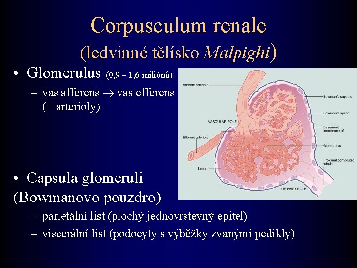 Corpusculum renale (ledvinné tělísko Malpighi) • Glomerulus (0, 9 – 1, 6 miliónů) –