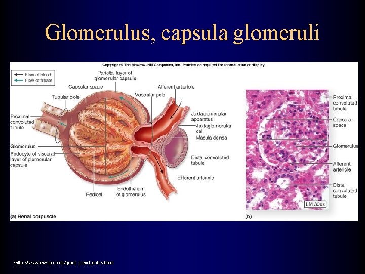 Glomerulus, capsula glomeruli • http: //www. mwap. co. uk/quick_renal_notes. html 