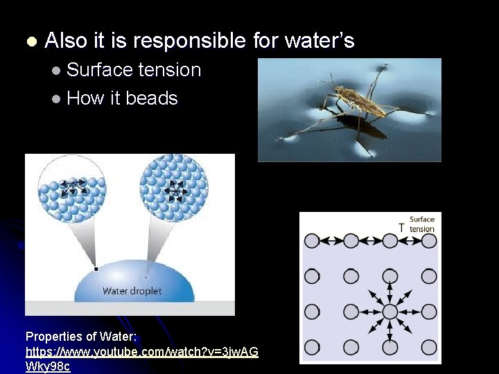 l Also it is responsible for water’s l Surface tension l How it beads