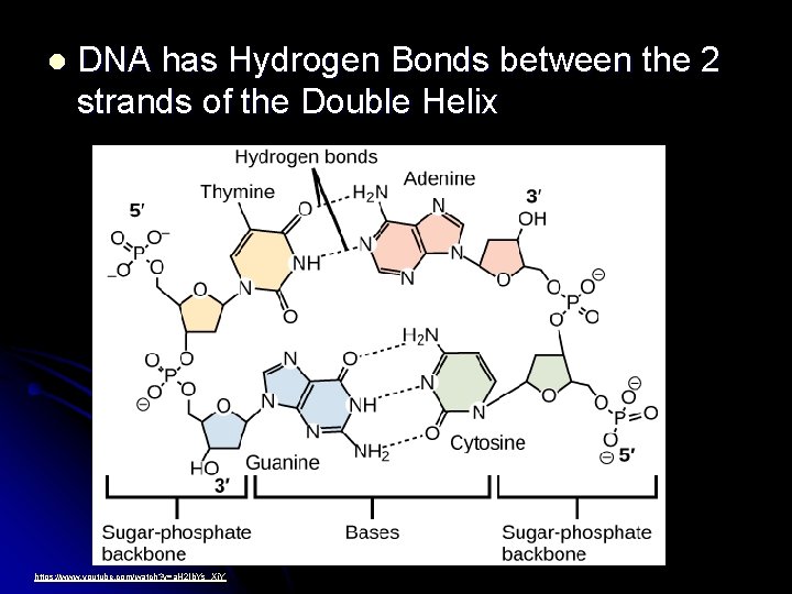 l DNA has Hydrogen Bonds between the 2 strands of the Double Helix https: