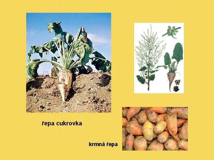 řepa cukrovka krmná řepa 