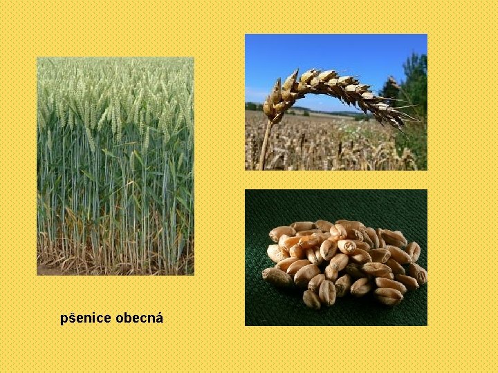 pšenice obecná 