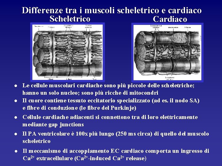 Differenze tra i muscoli scheletrico e cardiaco Scheletrico l l l Cardiaco Le cellule