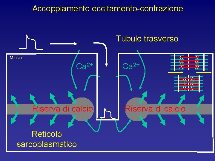 Accoppiamento eccitamento-contrazione Tubulo trasverso Miocito Ca 2+ Riserva di calcio Reticolo sarcoplasmatico Ca 2+