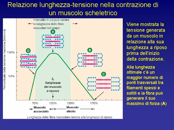 Relazione lunghezza-tensione nella contrazione di un muscolo scheletrico Viene mostrata la tensione generata da