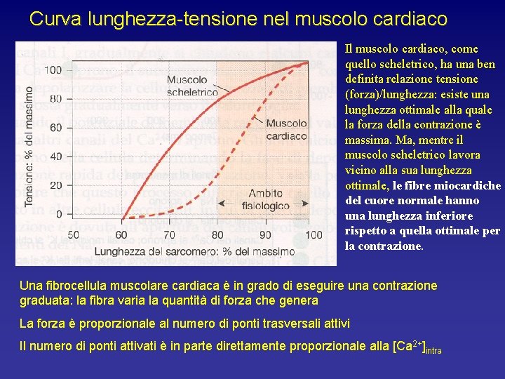 Curva lunghezza-tensione nel muscolo cardiaco Il muscolo cardiaco, come quello scheletrico, ha una ben