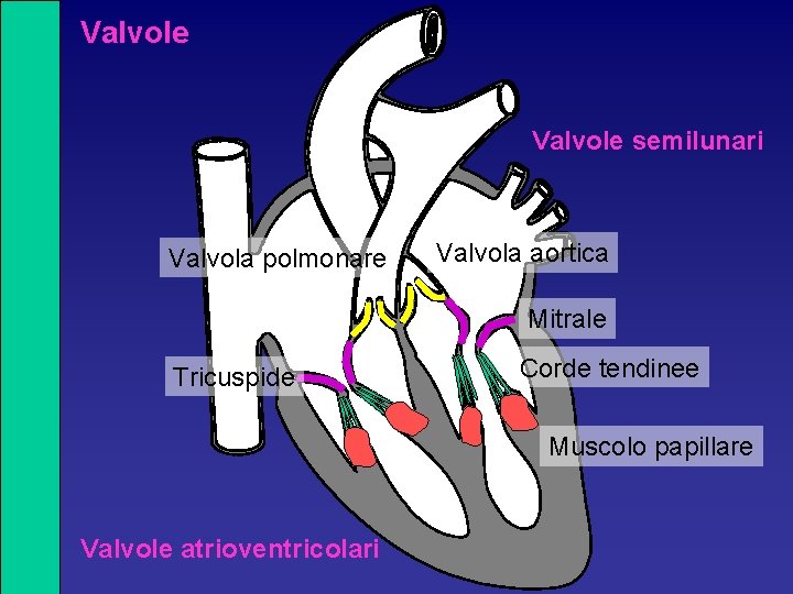 Valvole semilunari Valvola polmonare Valvola aortica Mitrale Tricuspide Corde tendinee Muscolo papillare Valvole atrioventricolari